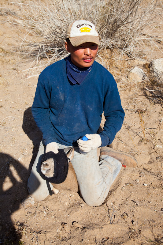 Radio Collaring A Siberian Ibex